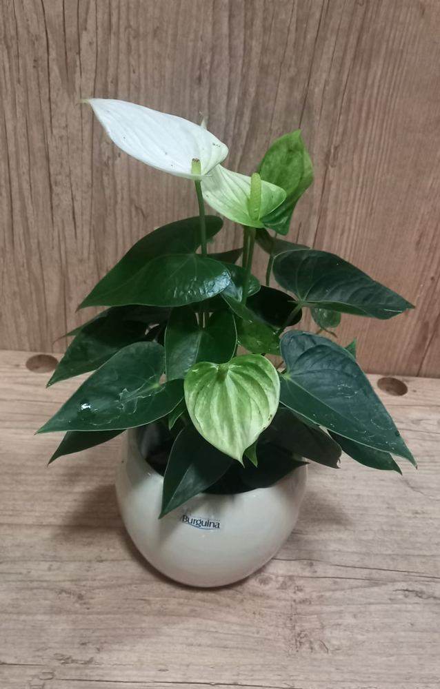 Alva Singular - Upata Plantas e Flores