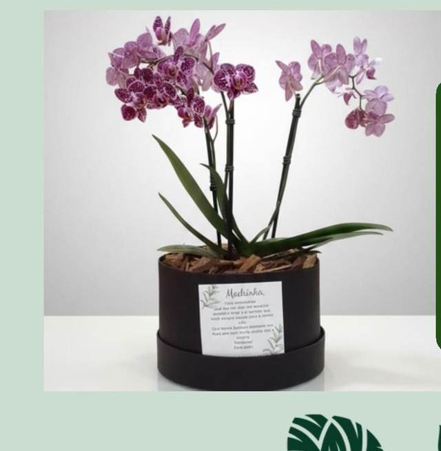 Box com Orquídeas - Upata Plantas e Flores