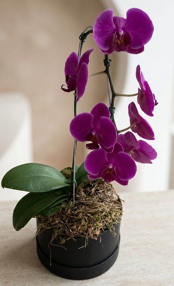 Cascata de Carinho - Upata Plantas e Flores