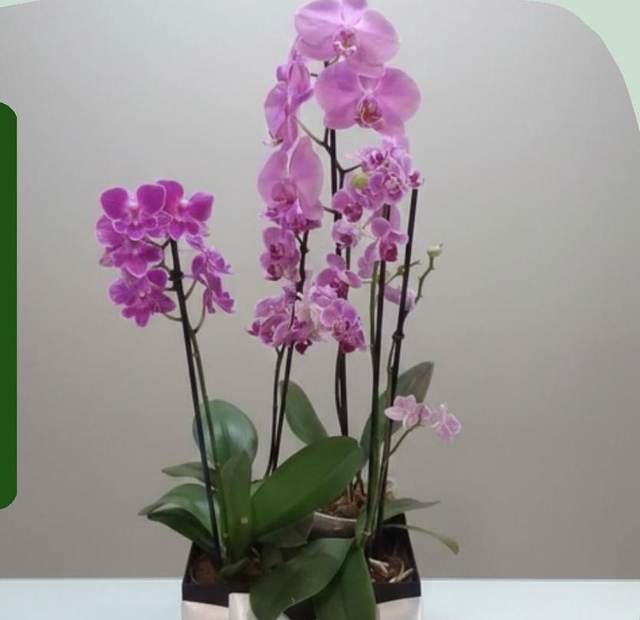 Jardim de Orquídeas - Upata Plantas e Flores