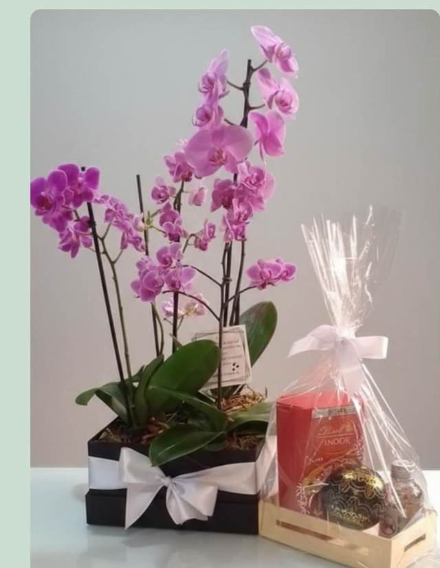 Kit Orquídea - Upata Plantas e Flores