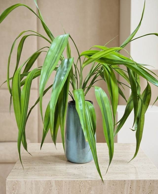 Pilar de Sorte - Upata Plantas e Flores
