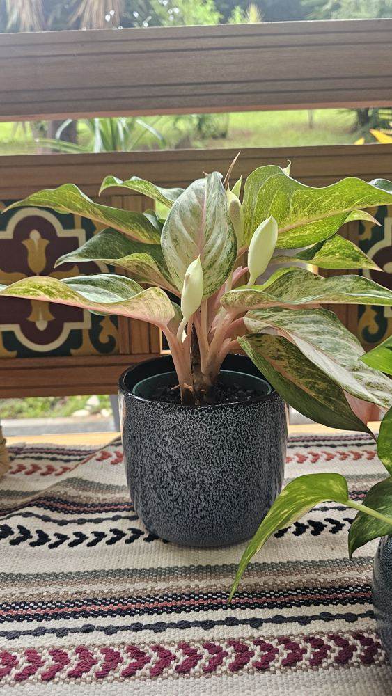 Aglaonema Rosa - Upata Plantas e Flores