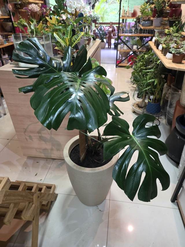 Costela-de-Adão (Monstera) - Upata Plantas e Flores