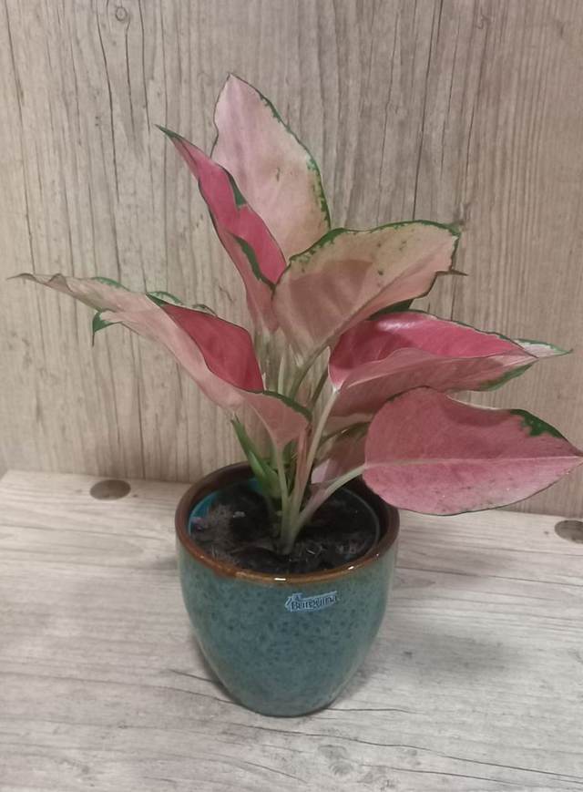 A Resiliência do Afeto - Upata Plantas e Flores