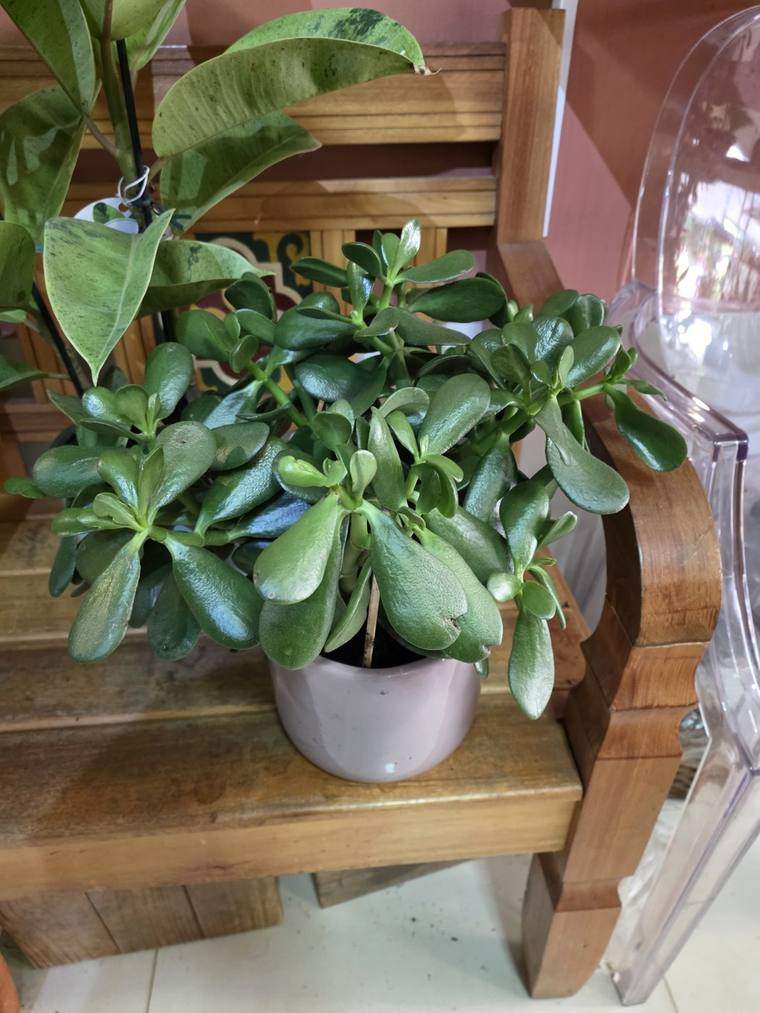 Hospedagem de Plantas - Upata Plantas e Flores